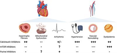 Cardiovascular effects of immunosuppression agents